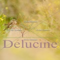 delucine-IMG 5266