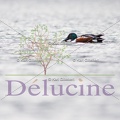 delucine-IMG 2613