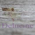 delucine-IMG 2706