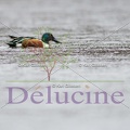 delucine-IMG 2710