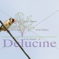 delucine-IMG 3302