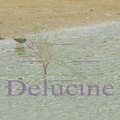 delucine-IMG 1262