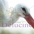 delucine-IMG 5287