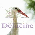 delucine-IMG 5320