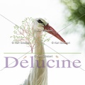 delucine-IMG 5321