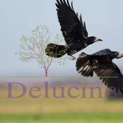 Corbeau freux -Corvus frugilegus