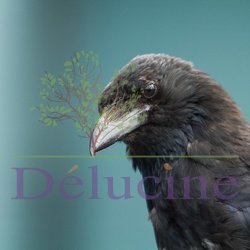 Corneille noire- Corvus corone