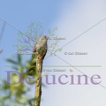 delucine-IMG 7970