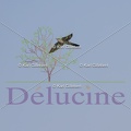 delucine-IMG 0877