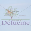 delucine-IMG 4625