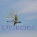 delucine-IMG 0803