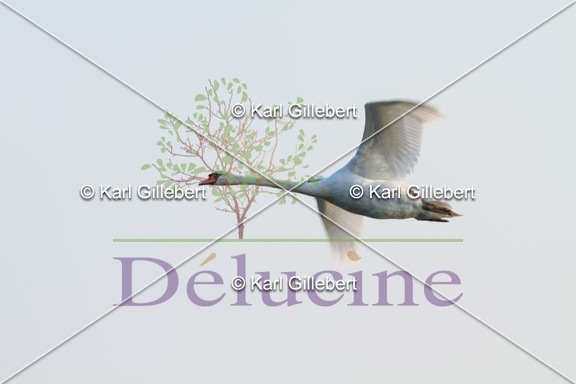 delucine-IMG 2147