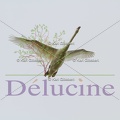 delucine-IMG 7767