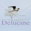 delucine-IMG 8615