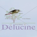 delucine-IMG 8617