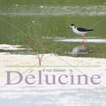 delucine-IMG 9545