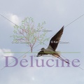 delucine-IMG 9759
