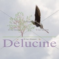 delucine-IMG 9770