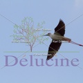 delucine-IMG 9801