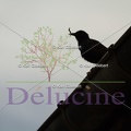 delucine-IMG 3672