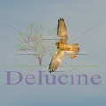 delucine-IMG 0497