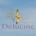 delucine-IMG 0498