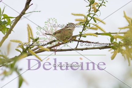 delucine-IMG 7495