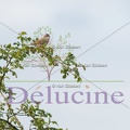 delucine-IMG 9497