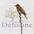 delucine-IMG 7150