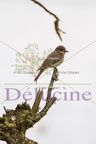 delucine-IMG 7160
