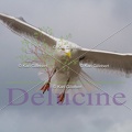 delucine-IMG 3495