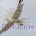 delucine-IMG 3502