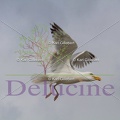 delucine-IMG 3510