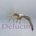 delucine-IMG 3533