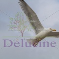 delucine-IMG 3537