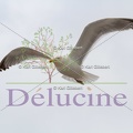 delucine-IMG 3548