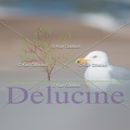 delucine-IMG 3568
