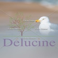 delucine-IMG 3569