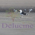 delucine-IMG 4790
