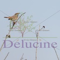 delucine-IMG 3494
