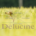 delucine-IMG 3431