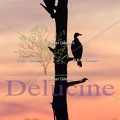 delucine-IMG 0522