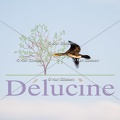 delucine-IMG 6350