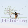 delucine-IMG 6351