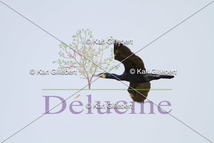 delucine-IMG 8980