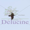 delucine-IMG 6030