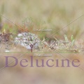 delucine-IMG 9948