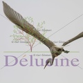 delucine-IMG 9761