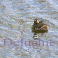 delucine-IMG 9062