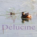 delucine-IMG 9123